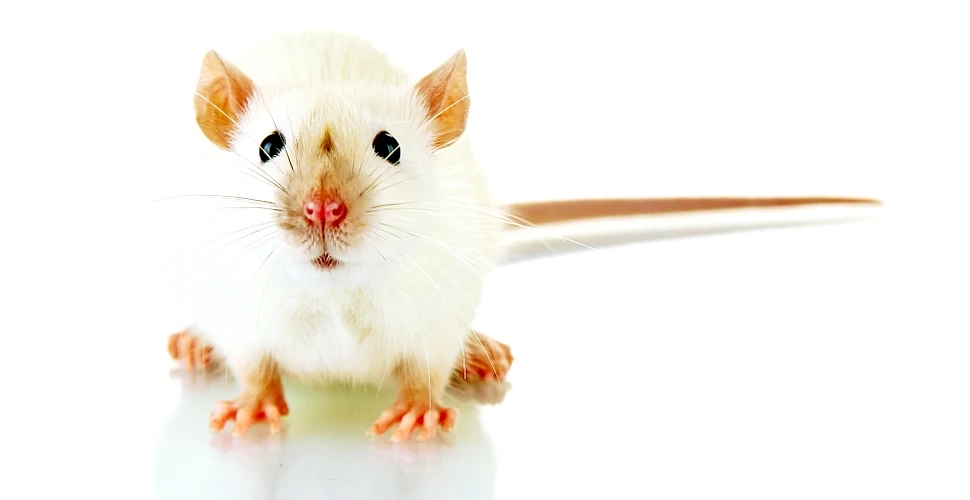 Premieră în lumea ştiinţei: un şoarece a fost clonat dintr-o singură picătură de sânge