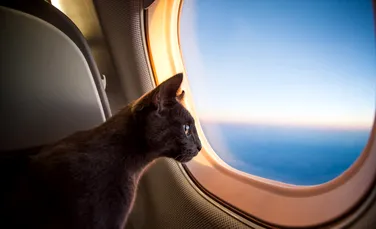 O pisică a avut parte de voiajul vieții sale după ce a fost uitată în cala unui avion
