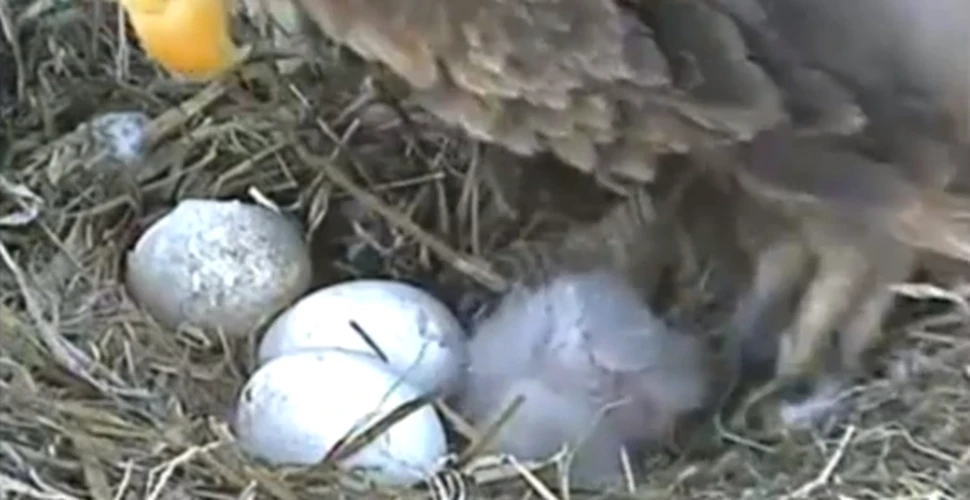 Doi vulturi au ajuns vedete pe internet! (VIDEO)
