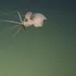 O specie misterioasă a fost observată la mii de metri adâncime în Pacific
