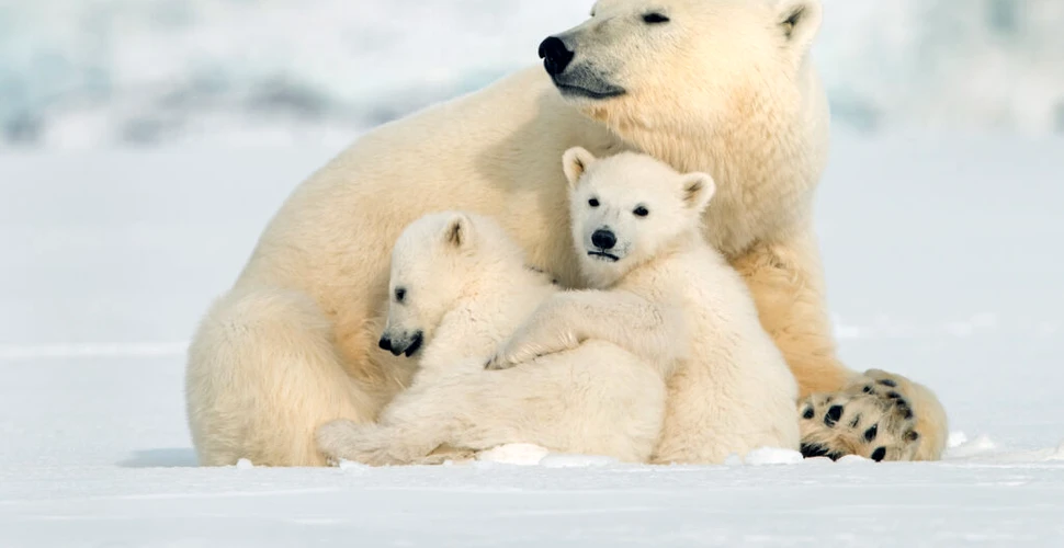 Urșii polari nu își vor mai putea hrăni puii, pe măsură ce schimbările climatice topesc gheața marină