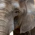 Ce i-a „dezvăluit” un elefant unei femei care susține că vorbește telepatic cu animalele?
