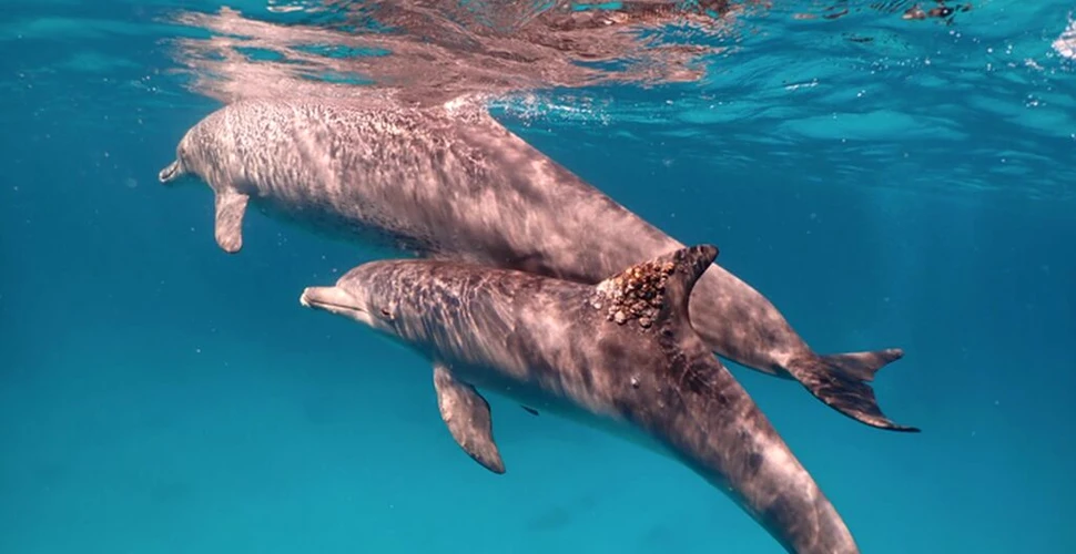Delfinii își tratează problemele pielii folosind corali. Cercetătorii, surprinși de ultimele descoperiri