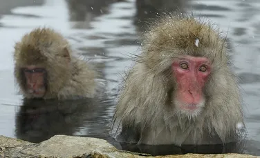 Maimuţele vor patrula pădurile radioactive de lângă Fukushima pentru a efectua măsurători