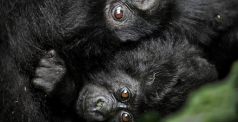 Caz rar de gorile gemene in Uganda