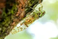Milioane de cicade vor invada regiuni din SUA