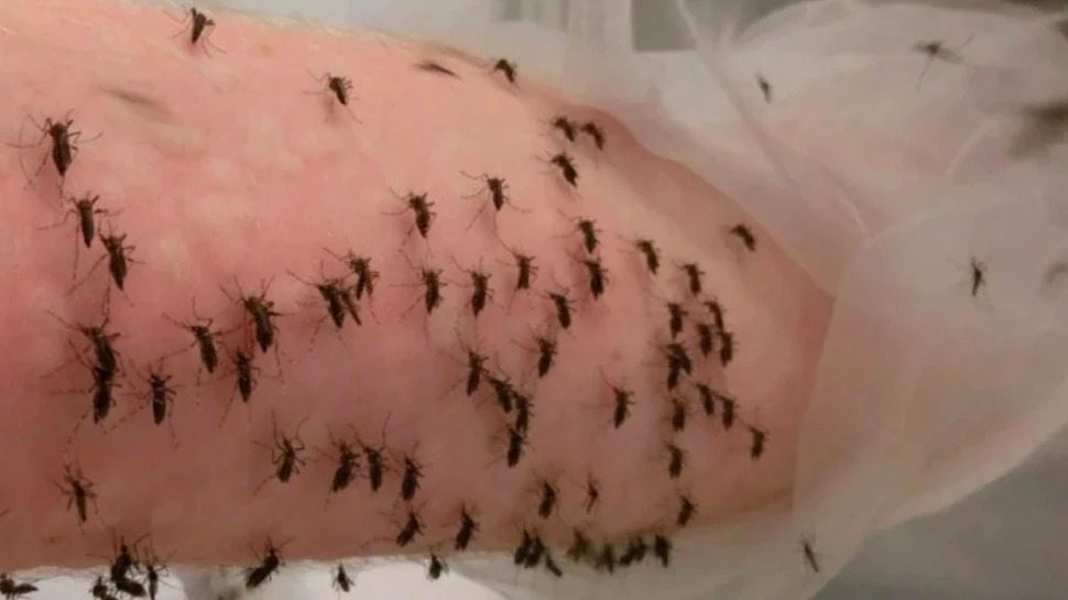 Un cercetător s-a lăsat mușcat de țânțari purtători de febră Dengue