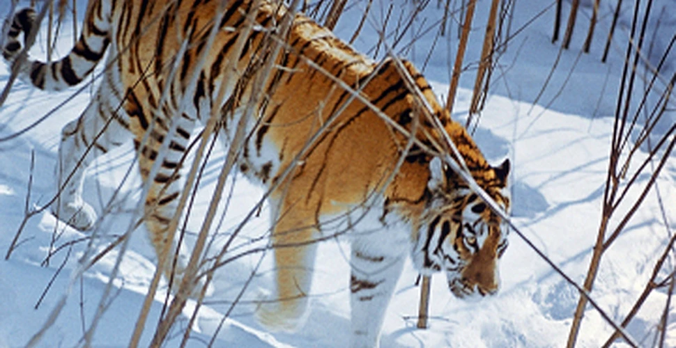 Tigrii mor de foame… la Zoo
