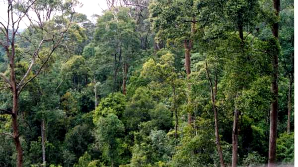 Pierderea biodiversitatii va imbolnavi Terra