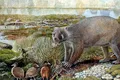 Un marsupial gigantic, înrudit cu vombații, colinda în Australia în urmă cu 25 de milioane de ani