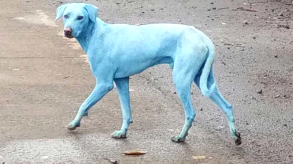 Nu este vorba despre o nouă specie de câine. Cum a devenit blana patrupedelor din Mumbai albastră