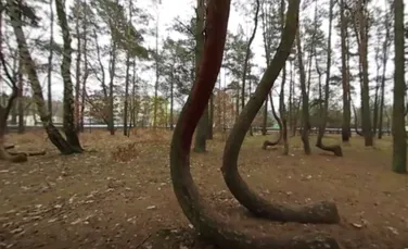 Forma bizară a unor copaci dintr-o pădure din Polonia îi intrigă pe cercetători. S-a invocat chiar şi prezenţa extratereştrilor