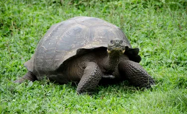 Diego, țestoasa care și-a salvat specia de la dispariție, s-a întors acasă