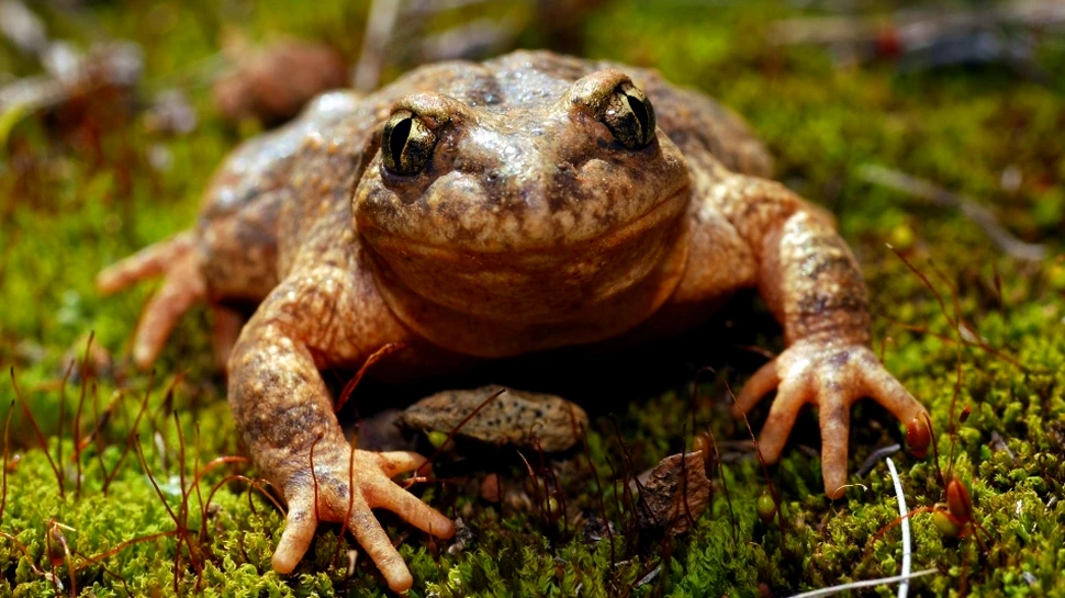 Scandal în lumea ştiinţei – cazul Kammerer