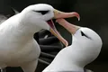 Rata de divorț între albatroși, unele dintre cele mai loiale păsări din lume, în creștere din cauza crizei climatice
