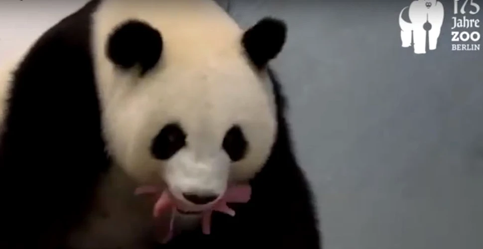 S-au născut primii pui de panda uriaş la Grădina Zoologică din Berlin