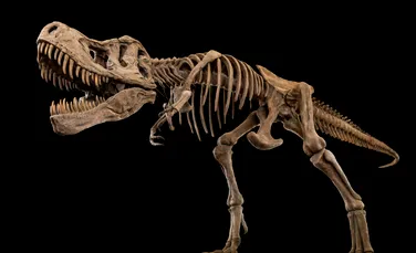 O descoperire rară: Razele X dezvăluie cum se vindecau oasele de T. rex