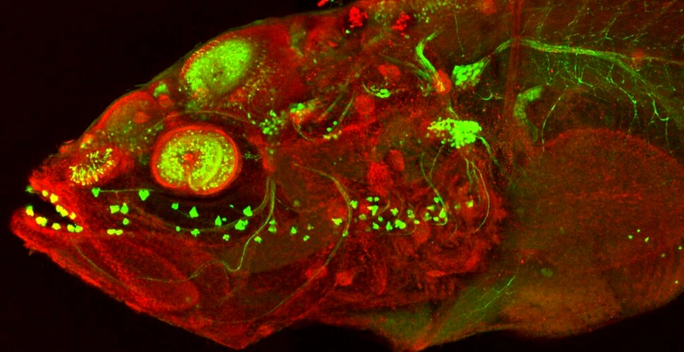 Unui pește orb îi cresc papile gustative pe față pe măsură ce îmbătrânește