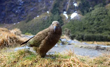 Singurul papagal alpin din lume, Kea, este pe cale de dispariţie