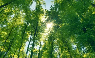 Cea mai bună soluție pentru salvarea planetei: păstrați pădurile intacte!