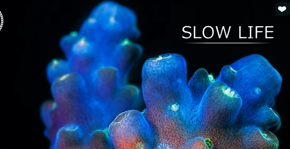 Imagini spectaculoase din lumea subacvatică marină. Cum se mişcă de fapt coralii (VIDEO)