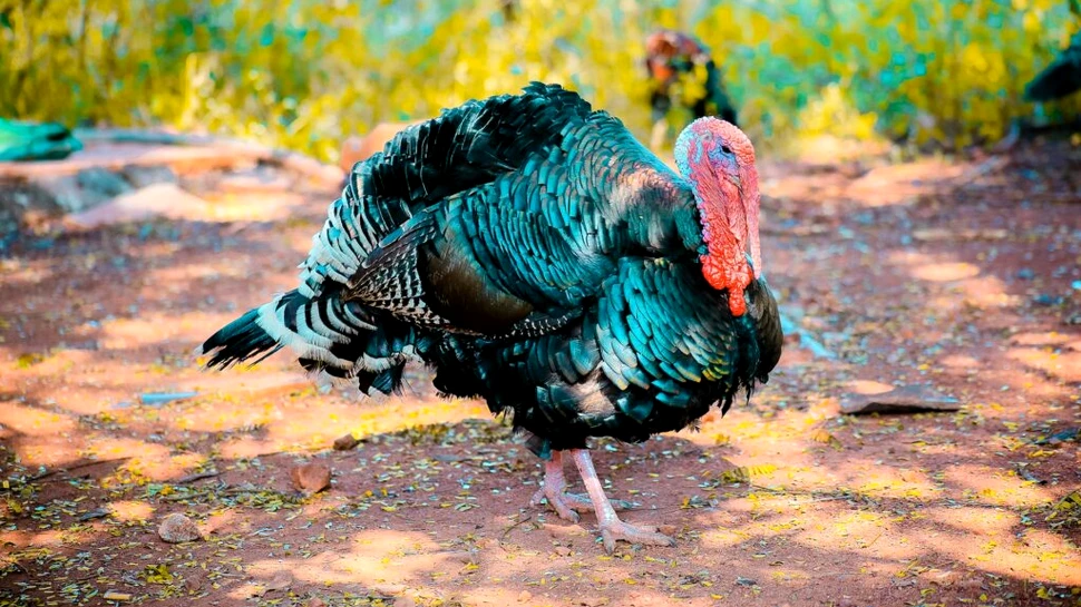 Milioane de păsări au murit în SUA în cel mai grav dezastru zoosanitar