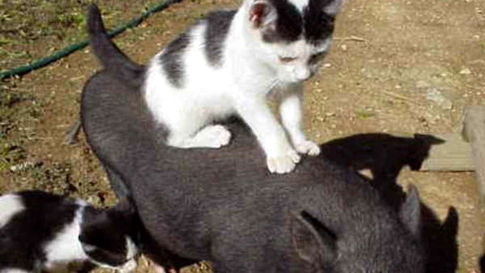 Animalele au constiinta si vointa proprie