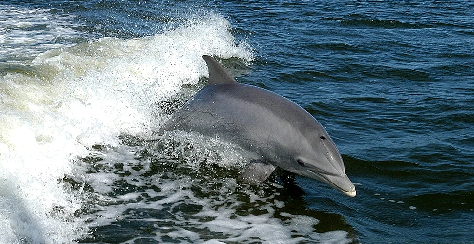 Cum reuşesc delfinii să stea treji timp de 15 zile consecutive? Cercetătorii au aflat răspunsul