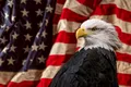 Vulturul pleșuv a fost desemnat pasărea națională a Statelor Unite ale Americii