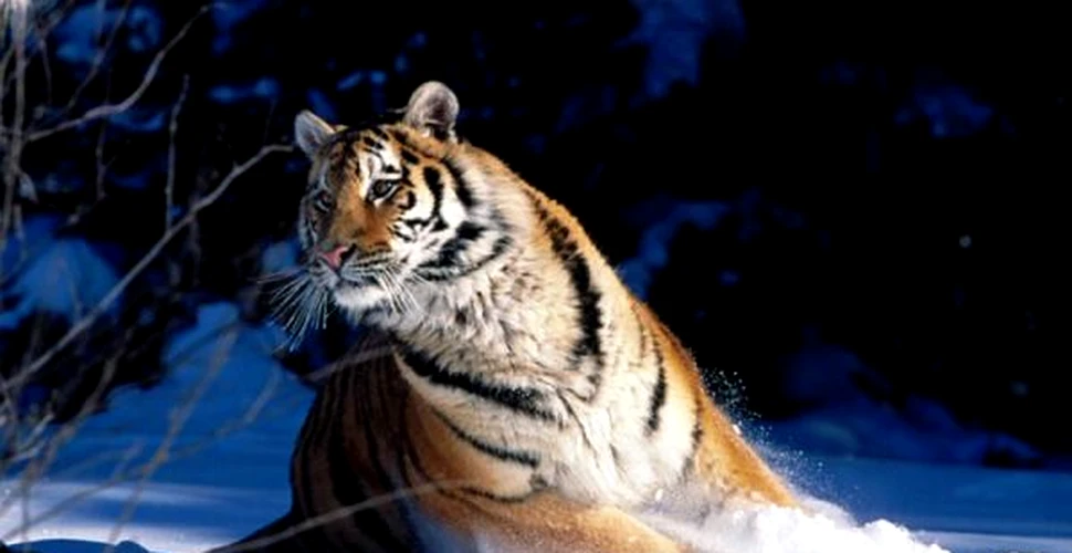 Secretul supravietuirii tigrilor siberieni