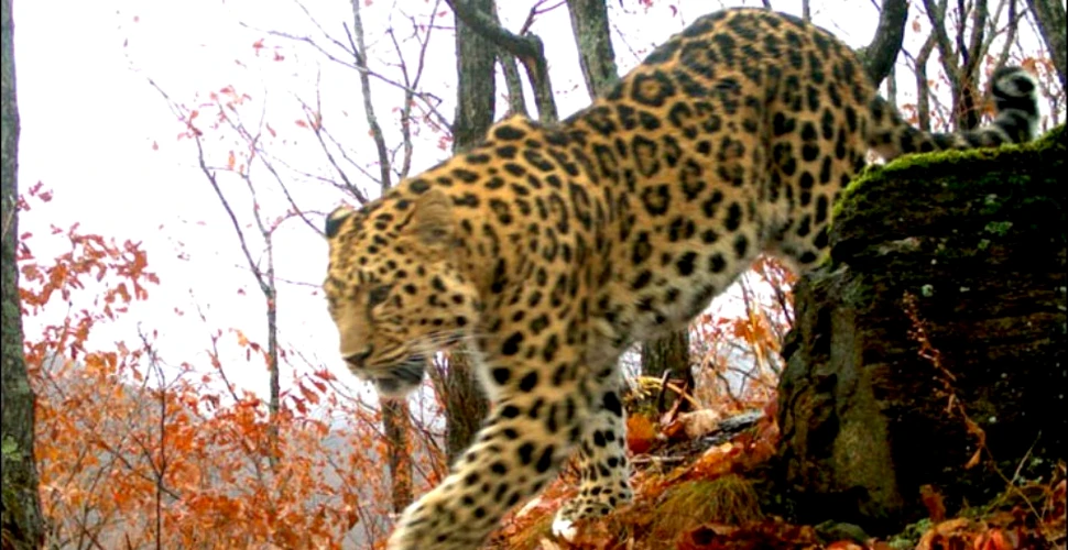 Surpriză! Au mai fost descoperiţi câţiva leoparzi siberieni