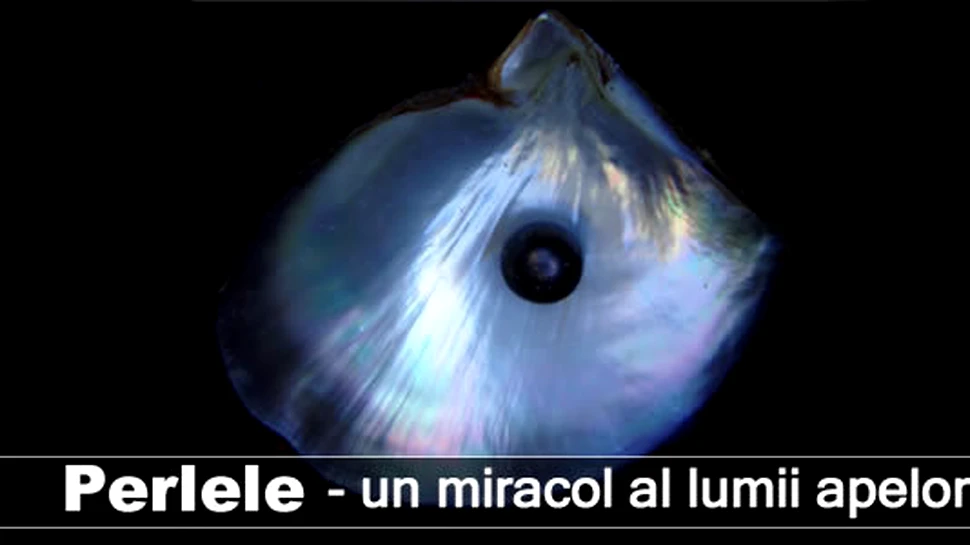 Perlele – un miracol al lumii apelor