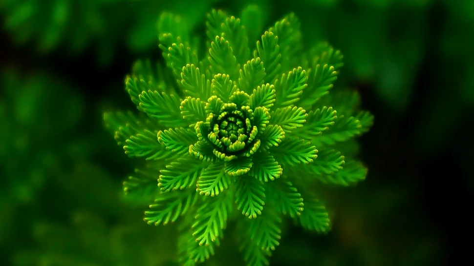 Lumina verde ar putea reduce durerea prin activarea receptorilor opioizi din creier