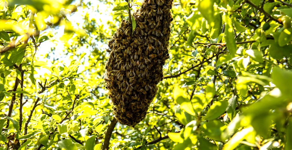 Câte albine încap într-un aparat cu raze X? Un studiu inedit oferă răspunsul