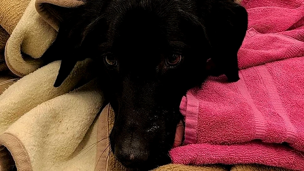 Un labrador a fost la un pas de moarte după ce a înghiţit zeci de decoraţiuni de Crăciun