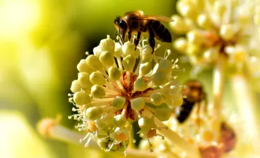 În ciuda restricţiilor UE, o serie de substante periculoase pentru albine sunt în continuare folosite