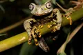 O nouă specie de broască, parcă desprinsă din „Stăpânul Inelelor”, a fost descoperită în Ecuador