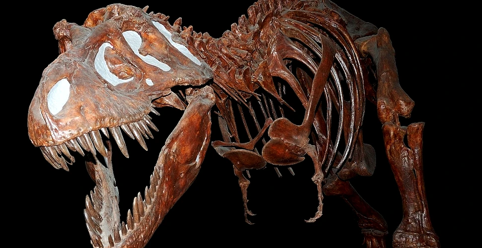 Tyrannosaurus rex era mai mare şi mai rău decât se credea