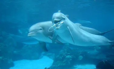 Inteligenta delfinilor continua sa uimeasca!