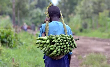 Bananele modificate genetic finanţate de Bill Gates ar putea salva anual sute de mii de copii de la moarte