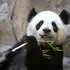 Doi urși panda de la o grădină zoo din Franța vor fi repatriați în China