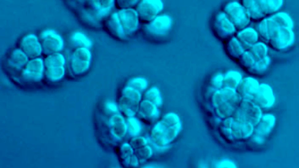 Cea mai mare extincţie din istoria Terrei a fost provocată de o bacterie?
