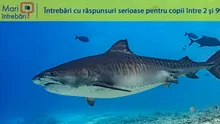 Care este cel mai lung pește din ocean?