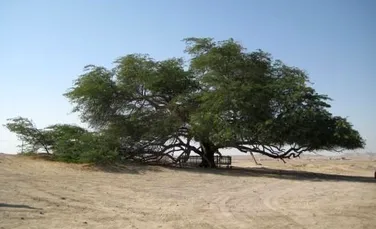 Copacul care creşte singur de 400 de ani, în mijlocul deşertului
