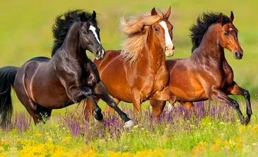 Genetica dezvăluie locul de unde a provenit strămoșul tuturor cailor moderni
