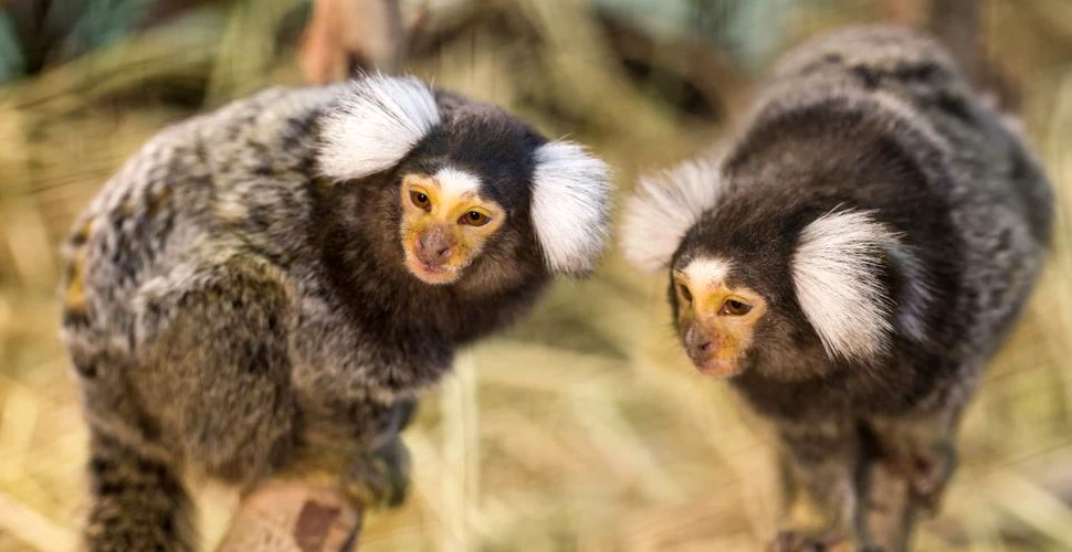 Cercetătorii au descifrat vocabularul maimuţelor şi este mai complex decât se credea
