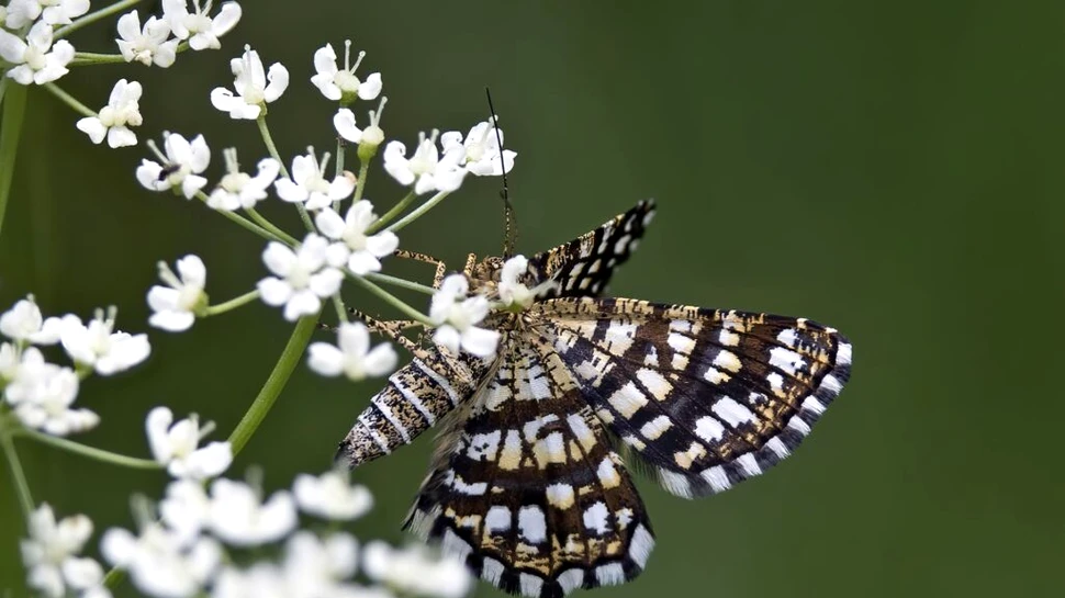 Iată cum viața urbană europeană rescrie ADN-ul insectelor