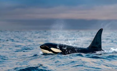 Orcile atacă din nou bărcile în Europa