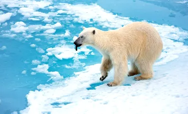 Urșii polari par să se adapteze la climate mai calde, arată un studiu