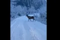 Cerb filmat în timp ce traversează un drum montan din Suceava